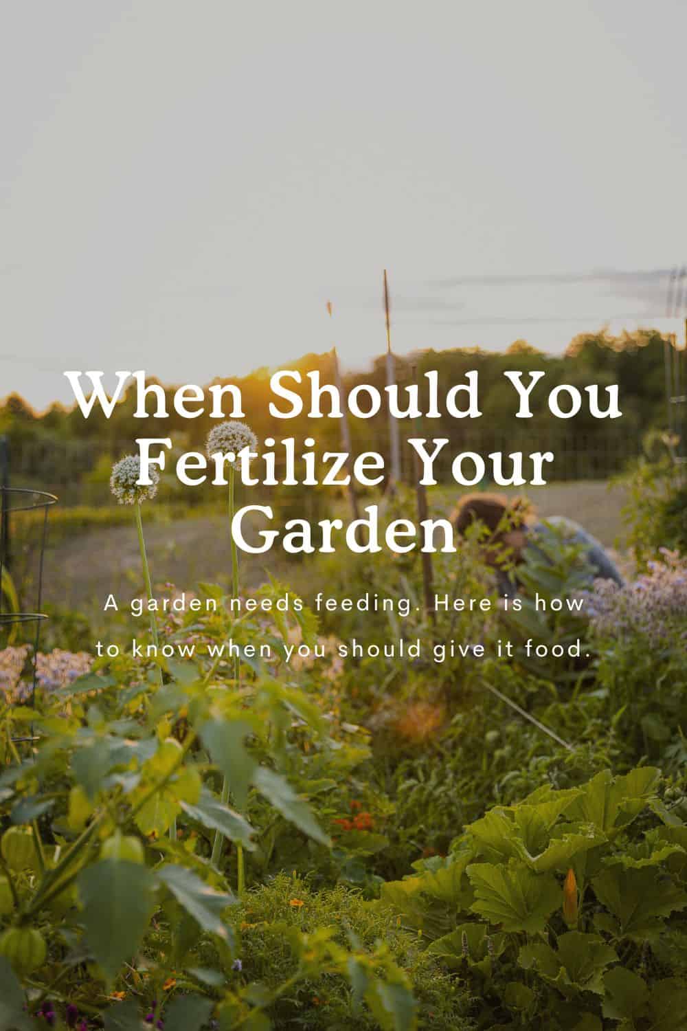 When To Fertilize Your Vegetable Garden?