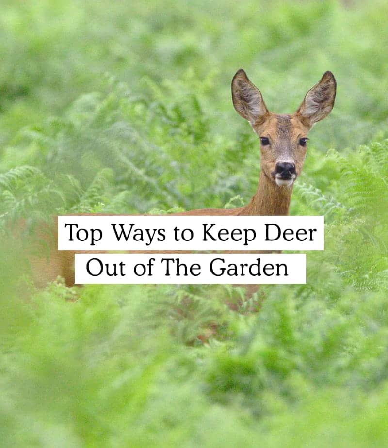 How to Keep Deer Out Of Your Garden For GOOD!